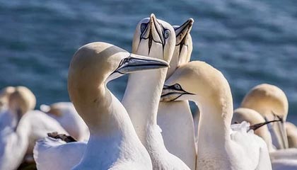 世界杯高清直播-后防两将缺阵令佩雷拉心急 谁将在中场限制小白？